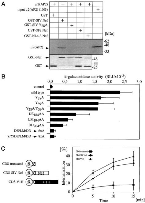 In Vitro Binding Assays A 2 Binds To The N Terminal Tyrosine Based