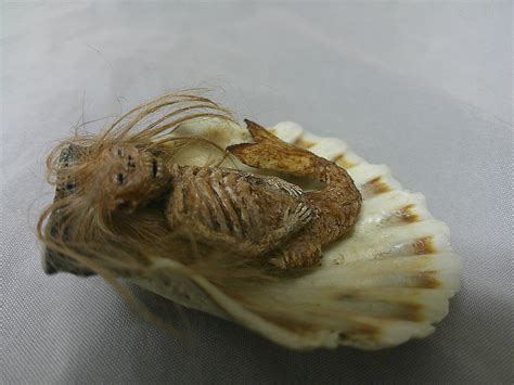 Miniature Feejee Fiji Mermaid Sideshow Gaff Freak Etsy