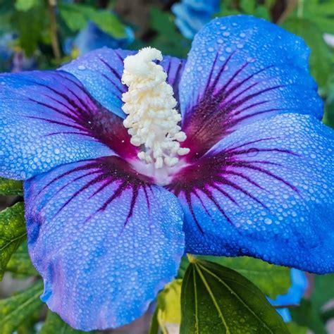 Amazon YEGAOL Garden 30Pcs Blue Hibiscus Seeds Perennial Non GMO