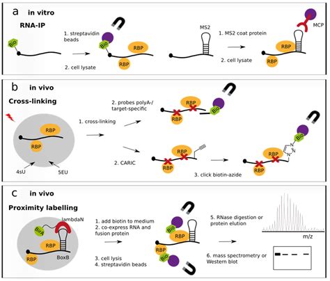 Current Technical Approaches To Study Rnaprotein Interactions In Mrnas