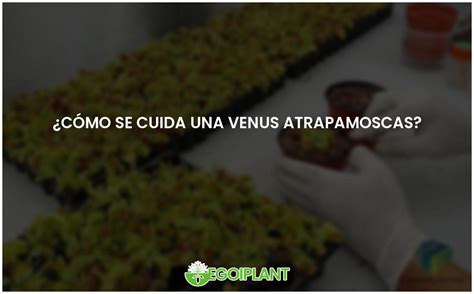 Cuidado Efectivo Para Una Venus Atrapamoscas EGOIPLANT