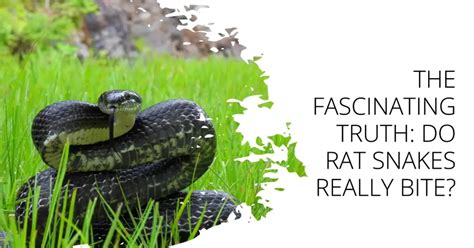What Do Rat Snakes Eat Discover Their Varied Diet Today