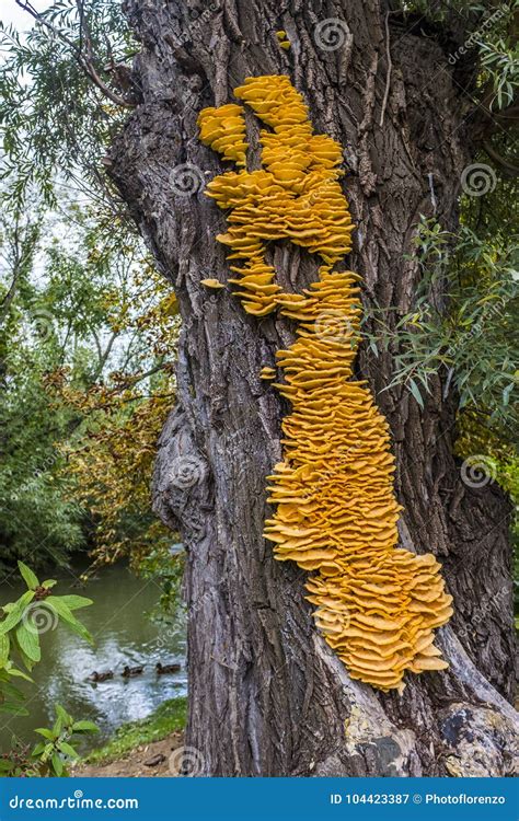 Sulphureus Giallo Enorme Di Laetiporus Del Fungo Di Sostegno Su Un