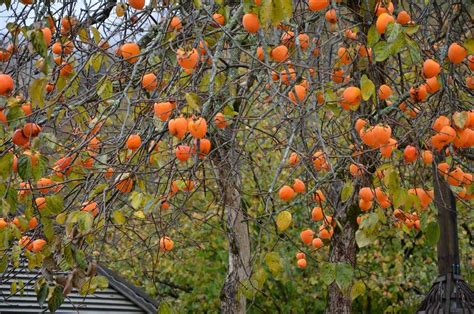 Хурма Роман Кош — описание, фото и характеристики сорта