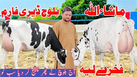 Mashallah Baloch Dairy Farm Top Cow Australian Ferisain Cow