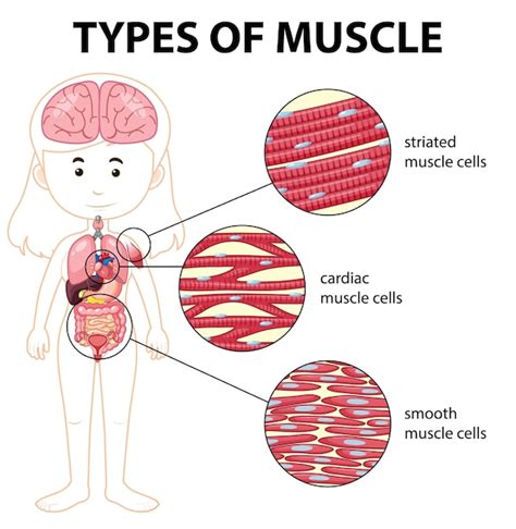 Tipos De Diagrama De C Lulas Musculares Vector Premium