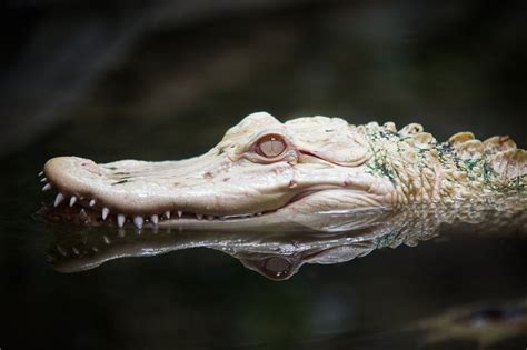 Albino Alligator