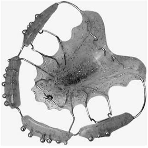 The functional system according to Castillo Morales: (A) skull, (B ...
