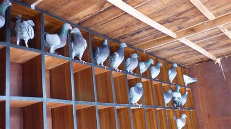 Understanding the Pigeon Racing Loft: Design and Maintenance