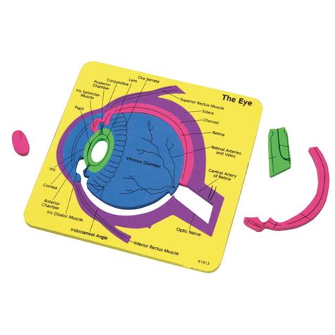 Eva Human Eye Puzzle | EducationalAids By Manoj Stores