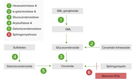 Enfermedad De Niemann Pick Concise Medical Knowledge