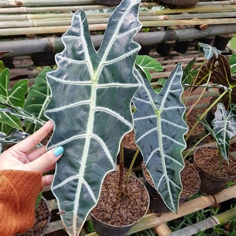 Jual Tanaman Hias Alocasia Amazonica Alokasia Amazon Shopee Indonesia