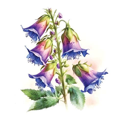 Premium Vector | Canterbury bells watercolor paint