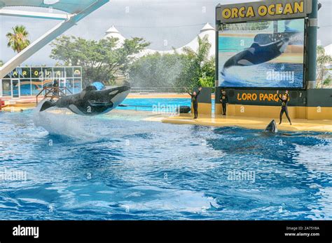 Puerto de la Cruz, Tenerife, Spain - JUNE 29, 2018: Loro Parque Orca Ocean Show, Killer Whale ...