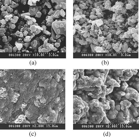 Scanning electron micrographs showing the surface and internal ...