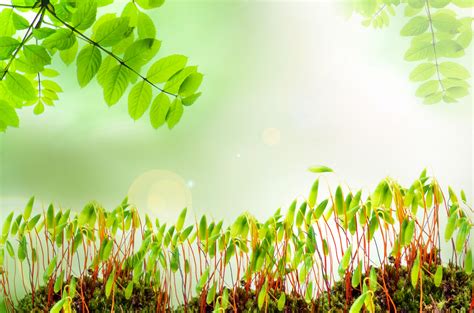 natural backgrounds  moss  stock photo public domain pictures