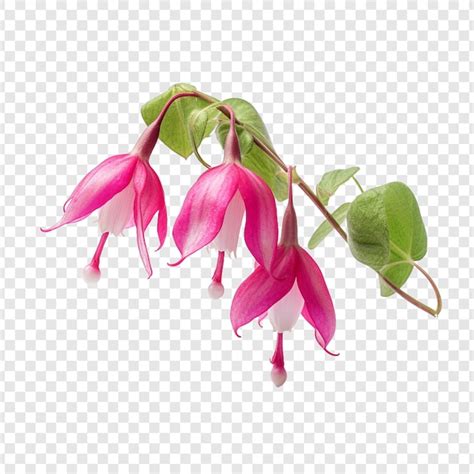 Premium PSD Fuchsia Flower Isolated On Transparent Background