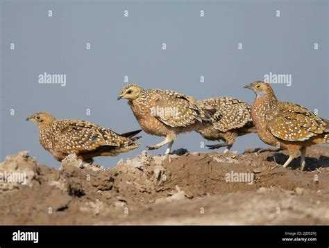 Burchells Sandgrouse Pterocles Burchelli Stock Photo Alamy