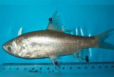 larangan  tangkapan ikan loma elak kepupusan spesies astro awani