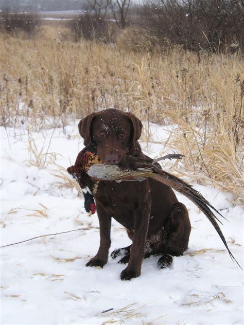 Bild:Chocolate Labrador Retriever pheasant.jpg – Wikipedia