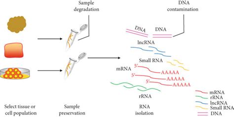 Simplified Protocol Of Rna Seq Experiment And Sources Of Bias A Download Scientific Diagram