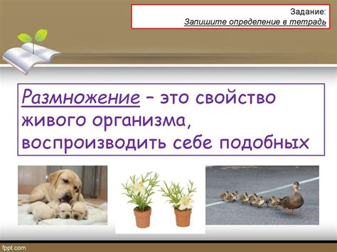 Размножение. Бесполое размножение - презентация онлайн