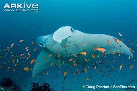 Ecology - GIANT MANTA RAY