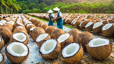 Why Coconut Oil And Coconut Business Ideas Will Create The Next