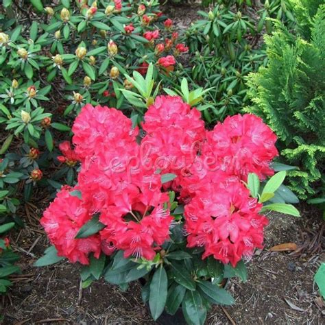 Рододендрон гибридный Владислав Ягелло: купить саженцы Rhododendron ...