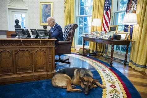 President Biden’s Second Dog is Out of the White House