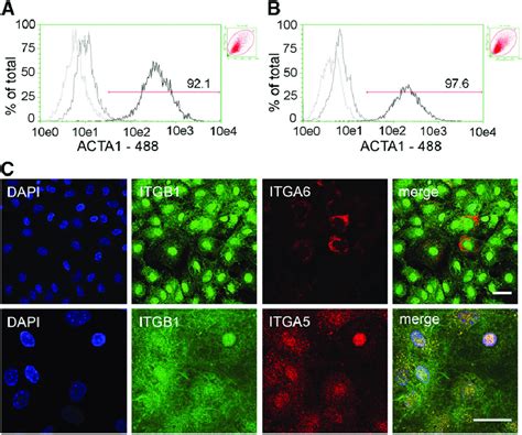 Acta And Very Late Antigen Vla Production In Stromal Progenitor