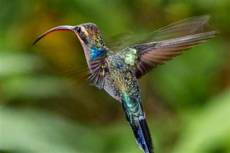 Vögel: Der Kolibri