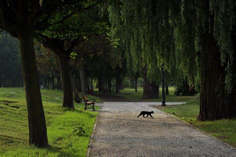 BlackCatPark Piotr Kowalewski Flickr