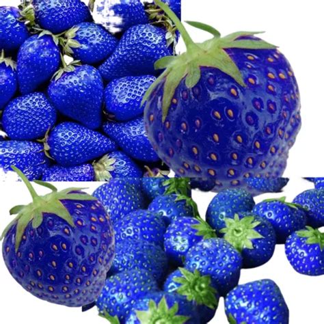 Morango Azul É Comestível - 100 Sementes Morango Azul Tailandes Com Manual De Cultivo ...