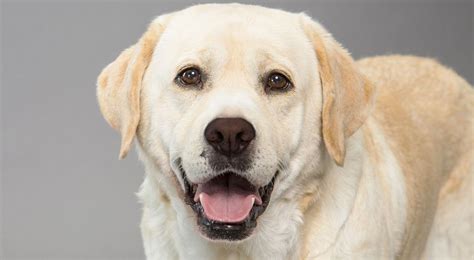 Labrador Retriever History & Training/Temperament - American Kennel Club