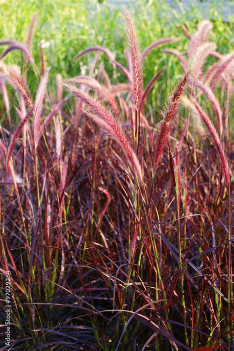 Pennisetum Setaceum Rubrum