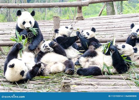 Panda Bear Cubs Playing and Eating Bamboo, Panda Research Center ...