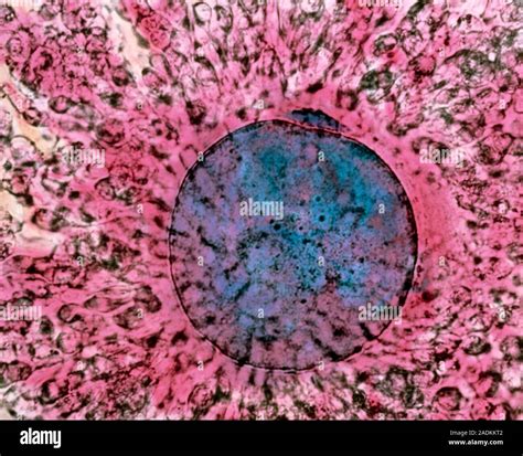 Mature Oocyte With A Polar Body Coloured Light Micrograph Of A Human
