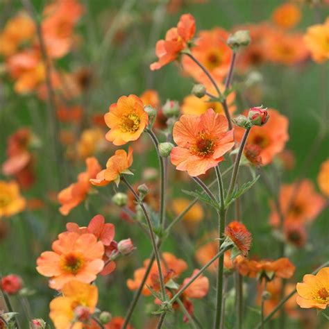 Totally Tangerine Geum Avens American Meadows