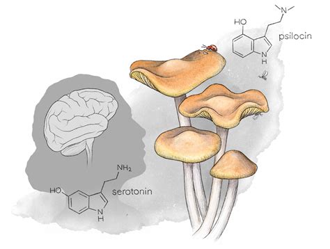 Psychiatrists Explain The Brain Chemistry Behind Mushrooms For Mood - RYZE Superfoods