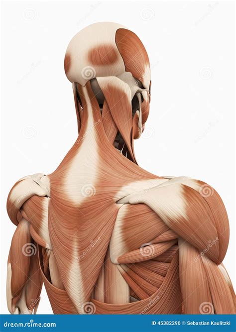 Upper Back Anatomy Upper Back Anatomy Muscles Deep Muscles Of The