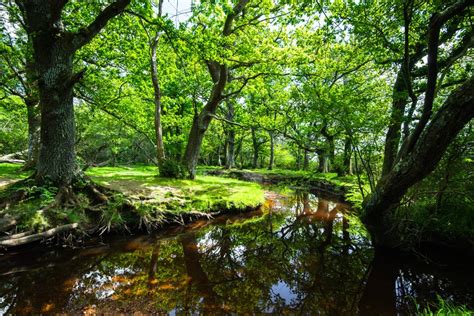 New Forest National Park Official Ganp Park Page