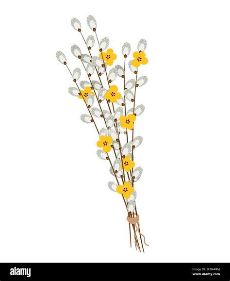 Pussy Willow Bouquet Isolated On White Background Vector Illustration Stock Vector Image Art