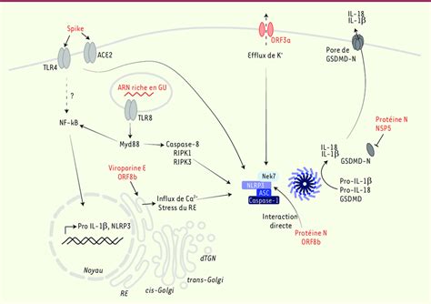 Mécanismes Dactivation Et De Régulation De Linflammasome Nlrp3 Par