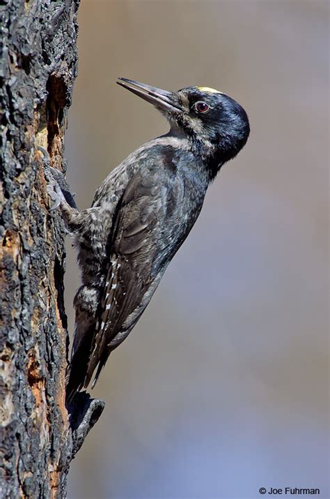 Black Backed Woodpecker Joe Fuhrman Photography