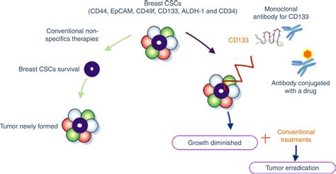 Cd133 In Breast Cancer Cells And In Breast Cancer Stem Cells As Another