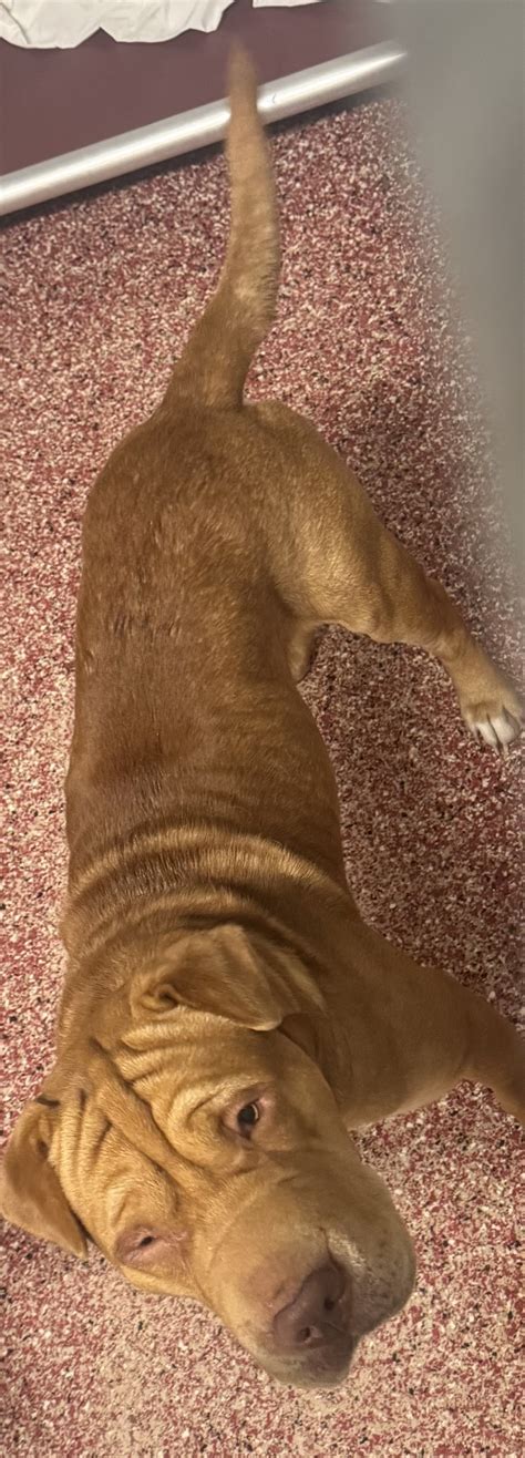 delaware animal control