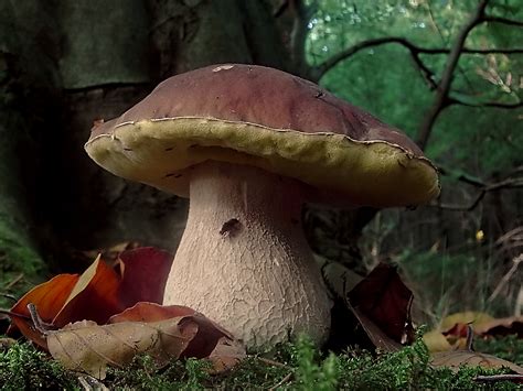Fileboletus Edulis Tillegem Wikimedia Commons