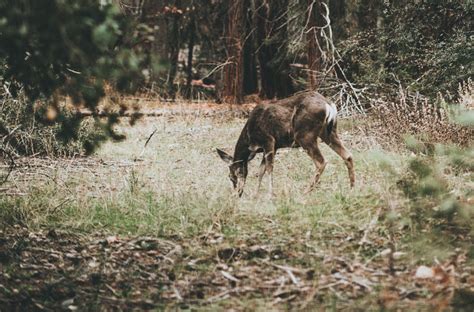 16 Essentials For Recurve Bow Hunting You Need to Know | ArcheryStreet.com