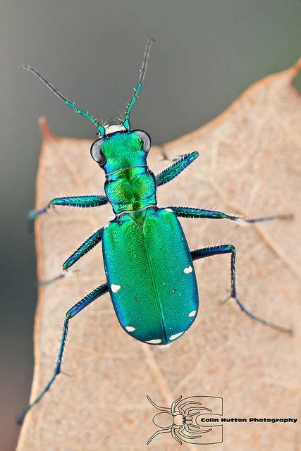 Six Spotted Tiger Beetle Cicindela Sexguttata By Colin Hutton